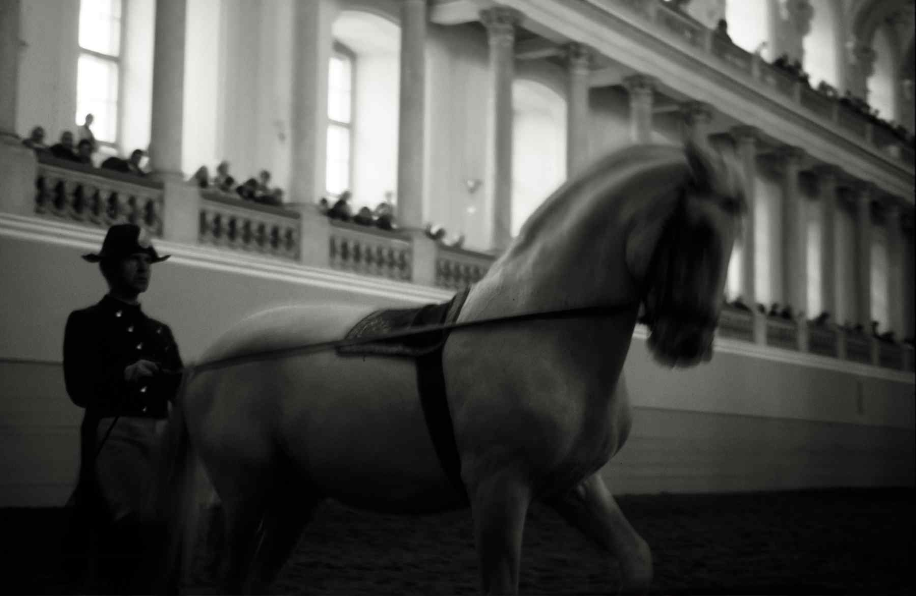 LIPIZZANER HORSE at the SPANISH RIDING SCHOOL in VIENNA